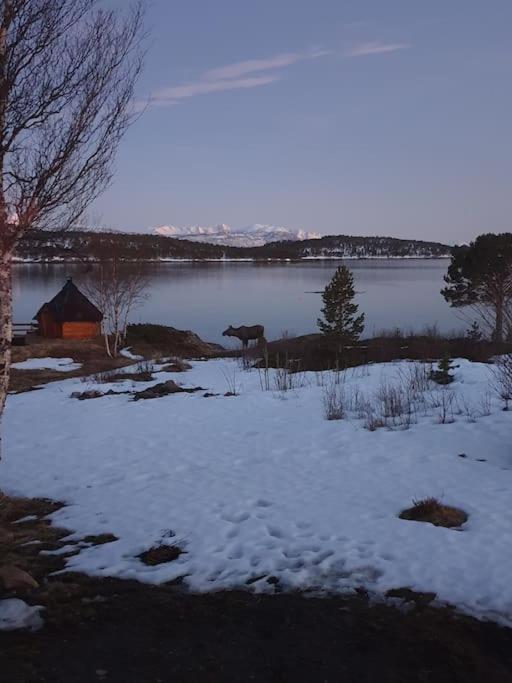 Off-The-Grid Cabin On The Island Of Senja In Northern Norway Brygghaugen 外观 照片